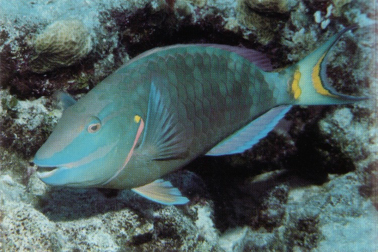 Stoplight Parrotfish