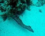 Spotted Moray