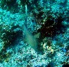 Nurse Shark 31