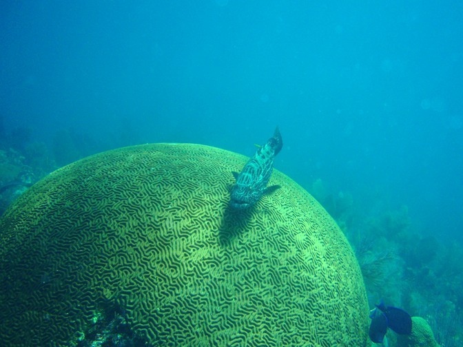 Black Grouper